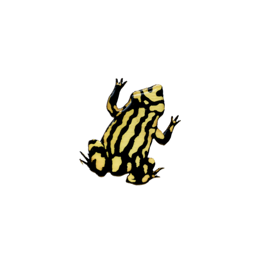 Brooch Southern Corroboree Frog