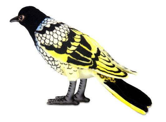 Plush Regent Honeyeater