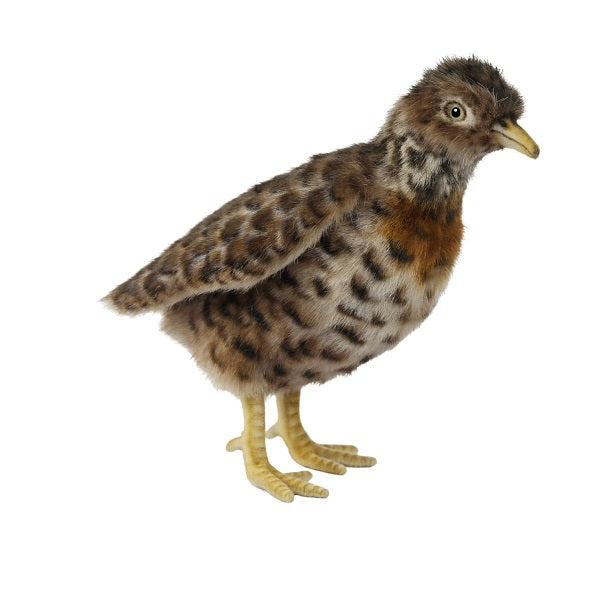 Plush Plains Wanderer