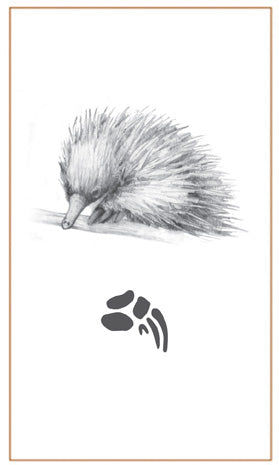 Pendant Echidna Sterling Silver