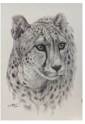 Greeting Card Cheetah