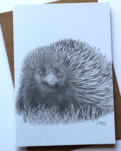 Greeting Card Echidna