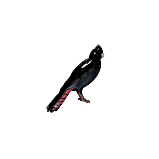Brooch Red-tailed Black Cockatoo