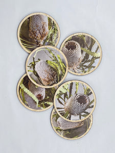 Coasters Banksia Flower (Set 6)