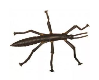 Replica Lord Howe Island Stick Insect