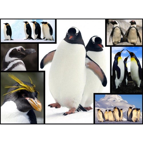 Puzzle Penguin WWF (1000 Piece)